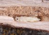 tesařík (Brouci), Glaphyra umbellatarum, Cerambycidae, Molorchini (Coleoptera)